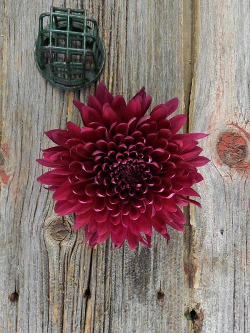 TORNADO CREMONE PURPLE DISBUDS/MUMS